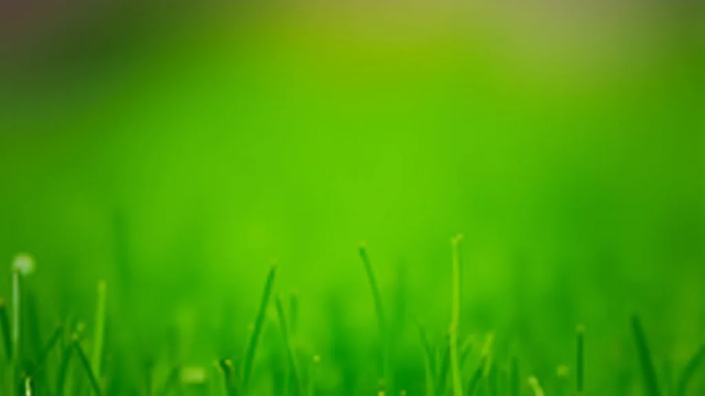 T Green Lawn Care: Simple Steps for a Lush, Healthy Yard