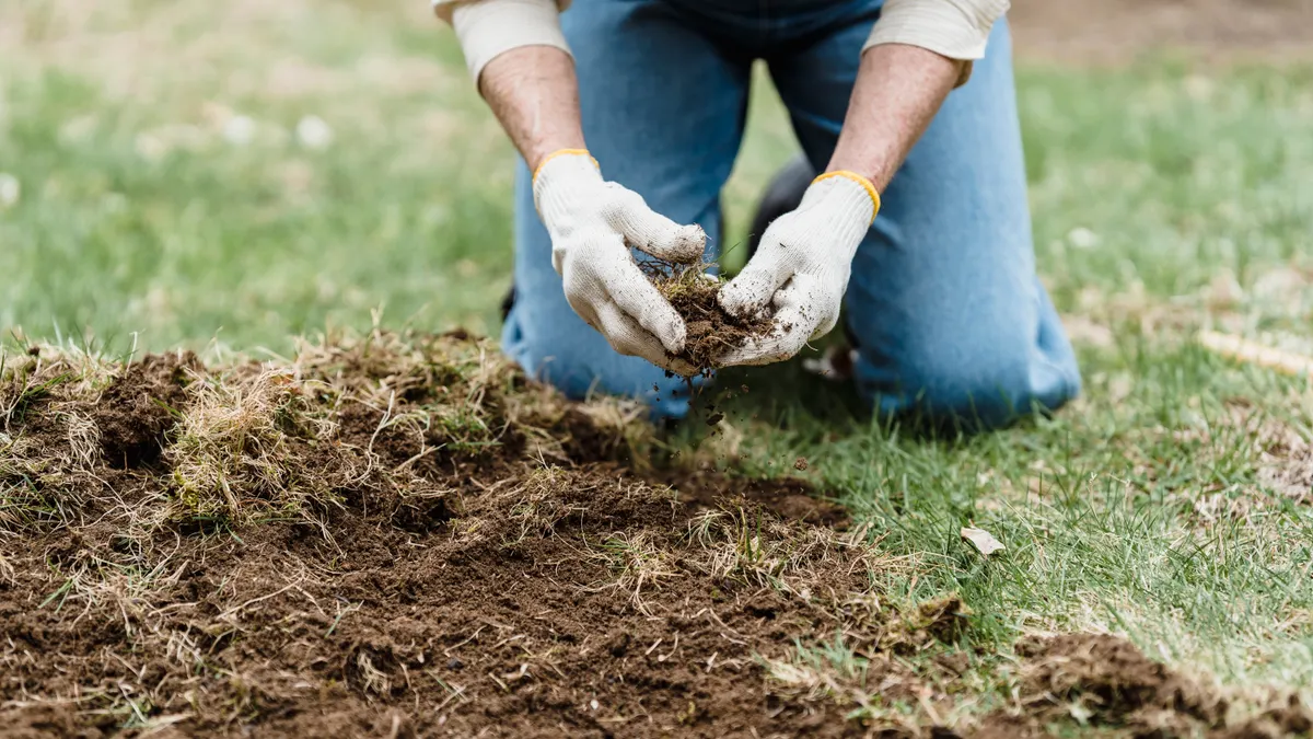 Gloved hands holding soil over a bare lawn patch