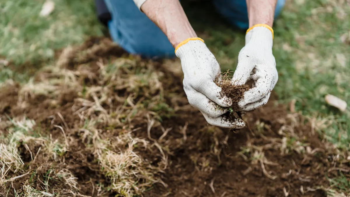 Gloved hands lifting dead grass and soil from lawn