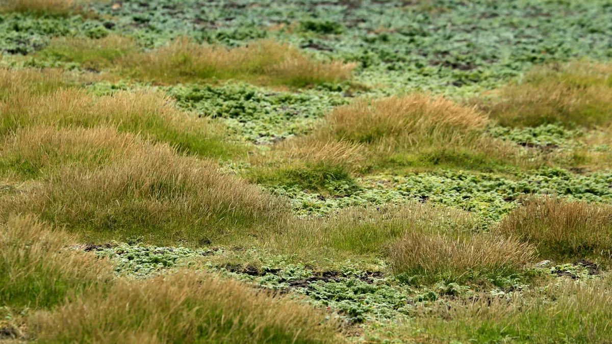 How to Fix Bare Spots in a Lawn Patchy lawn with multiple bare spots and sparse grass