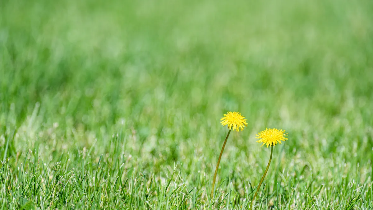 How to get rid of crabgrass in a lawn Lawn with two yellow dandelions