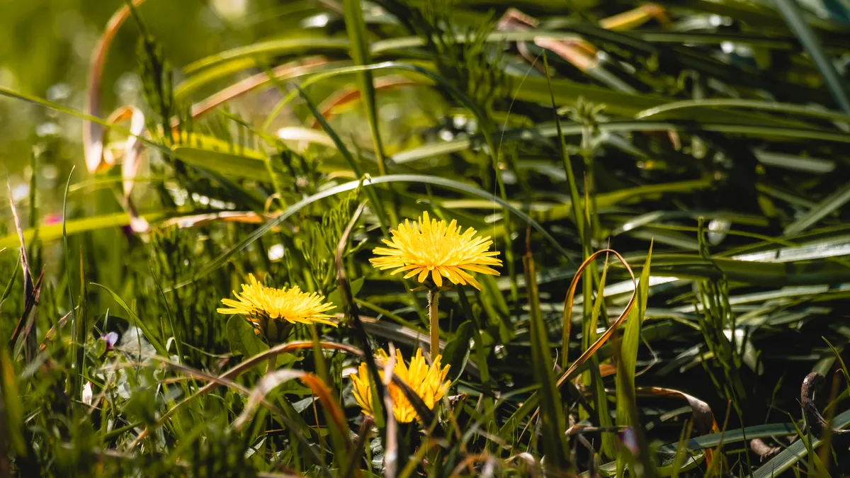 How to get rid of crabgrass in a lawn Dandelions and weeds in grass