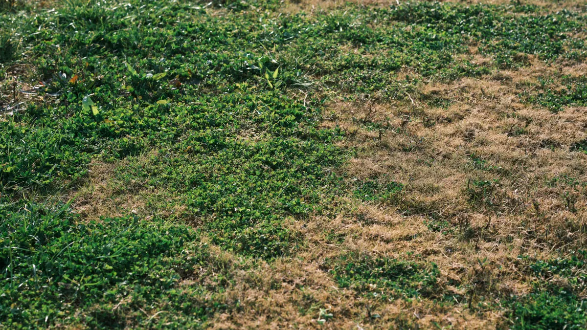 How to get rid of crabgrass in a lawn Patchy lawn with weeds and brown grass