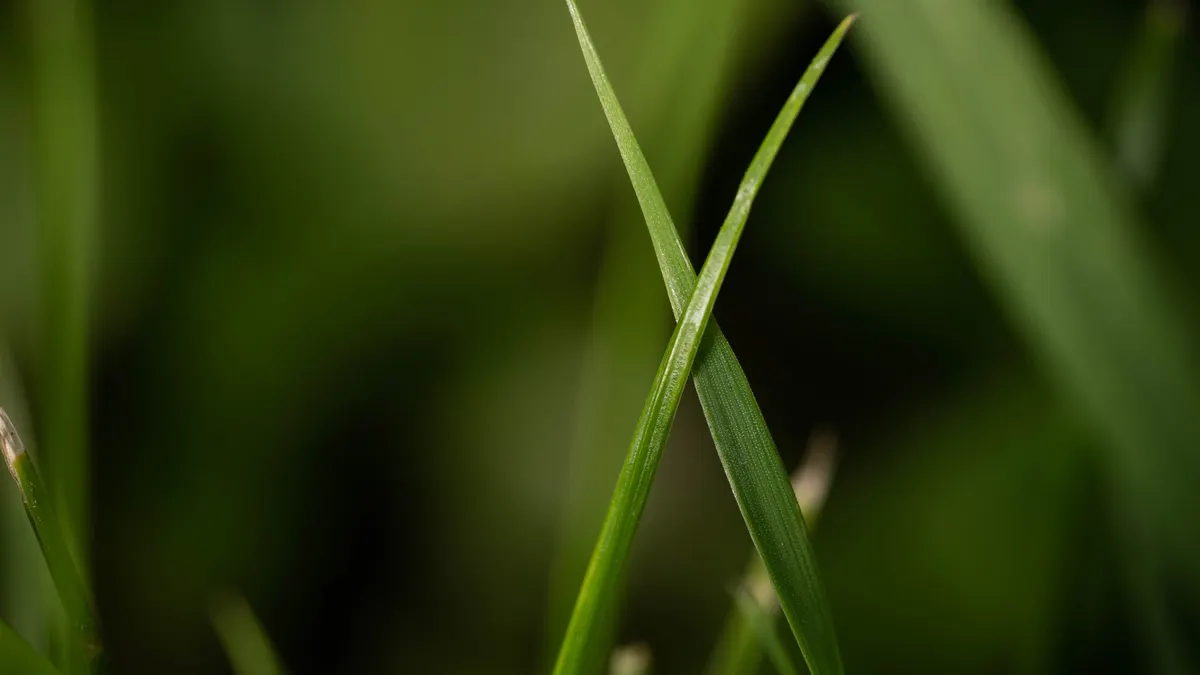 Close-up of green grass blades