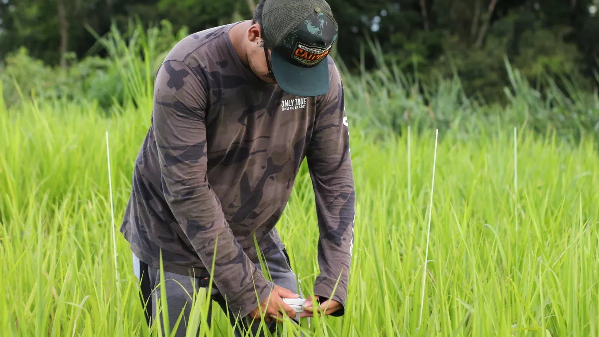 Person examining tall grass in a field